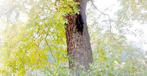 Gina climbing up a tree