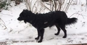 Gina_Snow_beitrag