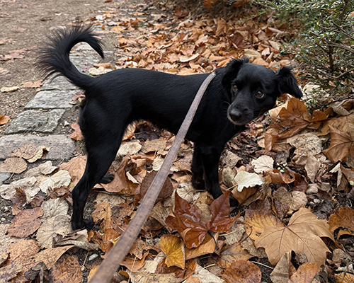 Gina Paves Way for Gustel